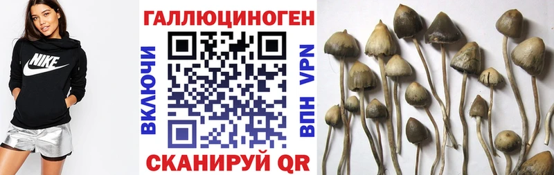 сколько стоит  Берёзовка  Псилоцибиновые грибы мицелий 